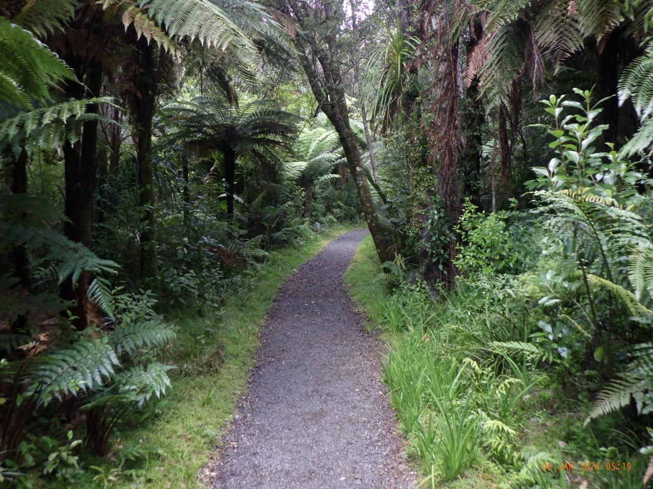 Farnbäume ein Neuseeland