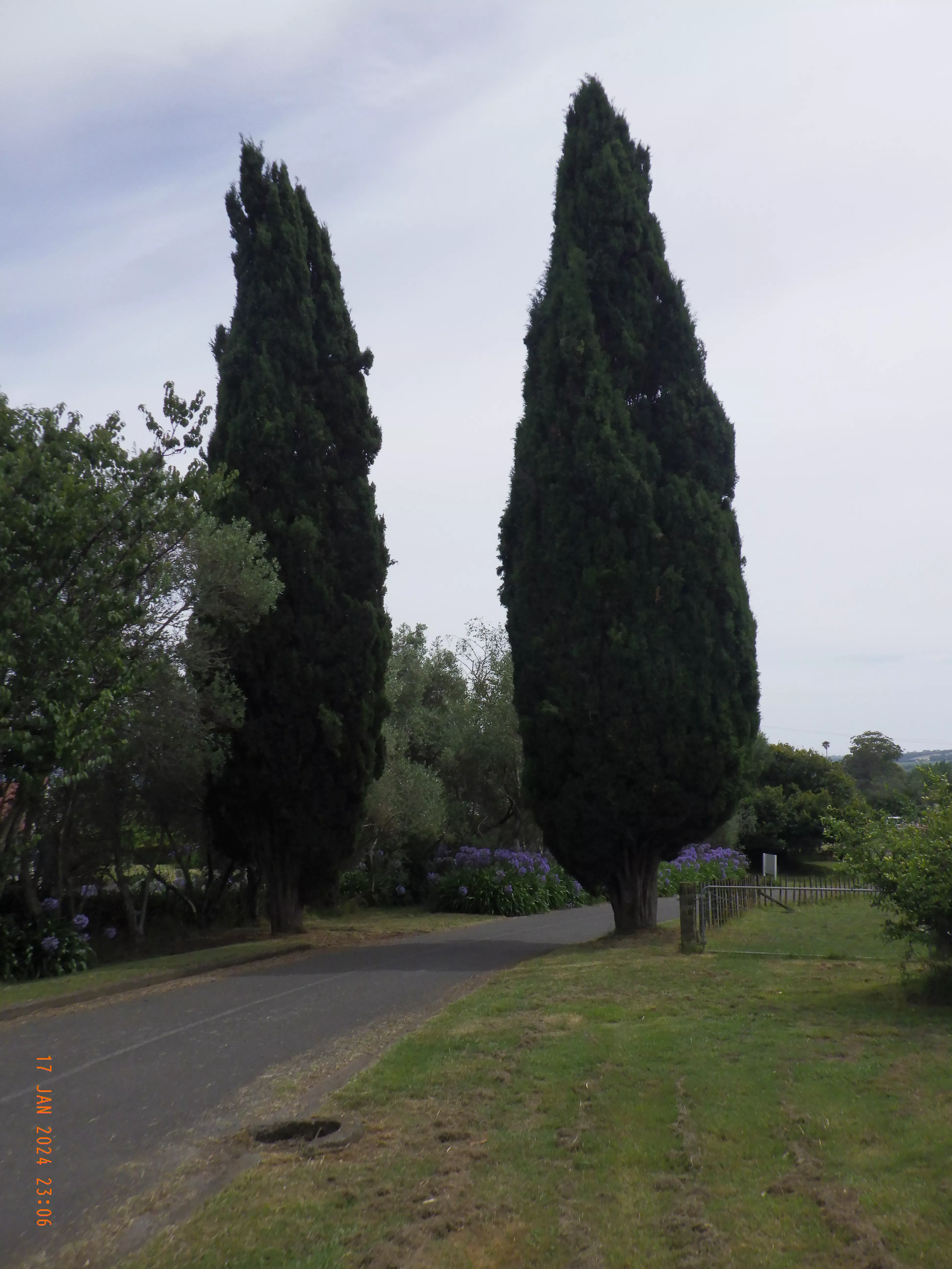 Weleda-Garten: zwei markante Zypressen